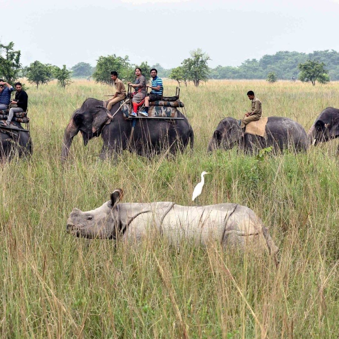 Kaziranga